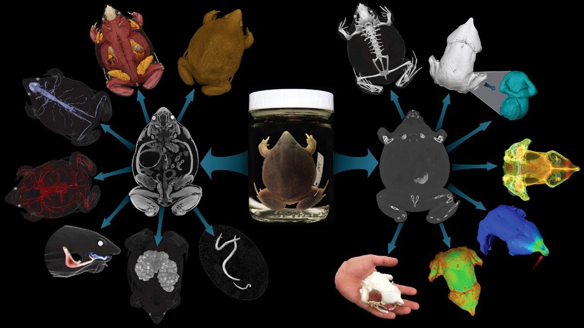 U sklopu projekta oVert između 2017. i 2023. napravljene su CT snimke više od 13.000 uzoraka, s reprezentativnim vrstama stabla života kralježnjaka  📷 oVert